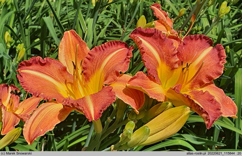Hemerocallis ×hybrida Korneliusz