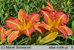 Hemerocallis ×hybrida Korneliusz