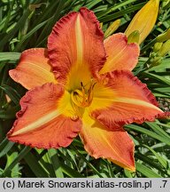 Hemerocallis ×hybrida Korneliusz