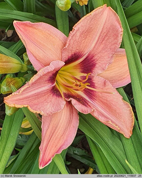Hemerocallis ×hybrida Piast