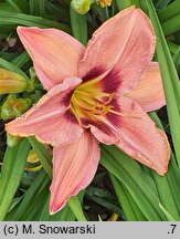 Hemerocallis ×hybrida Piast