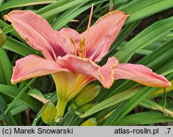 Hemerocallis ×hybrida Piast