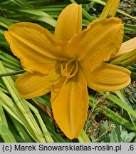 Hemerocallis ×hybrida Katarzyna