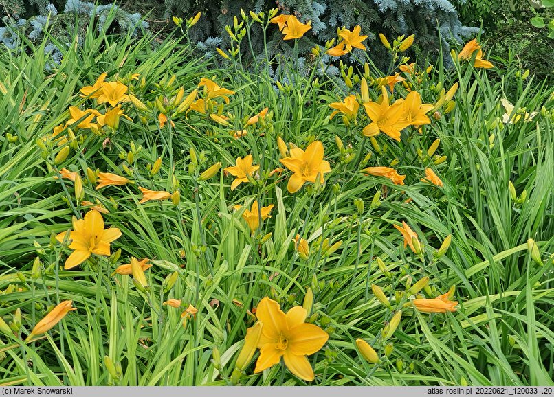 Hemerocallis ×hybrida Katarzyna