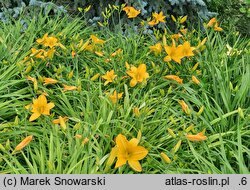 Hemerocallis ×hybrida Katarzyna