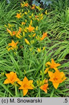 Hemerocallis ×hybrida Chopin