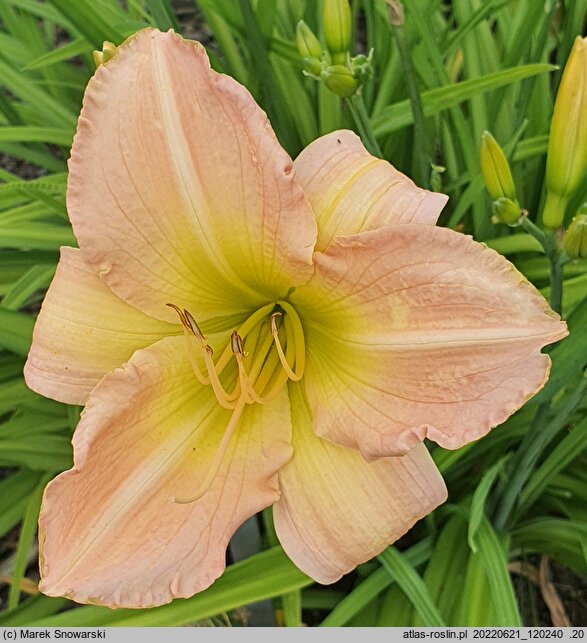 Hemerocallis ×hybrida Ania
