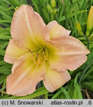 Hemerocallis ×hybrida Ania