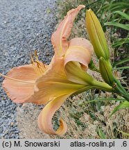 Hemerocallis ×hybrida Ania