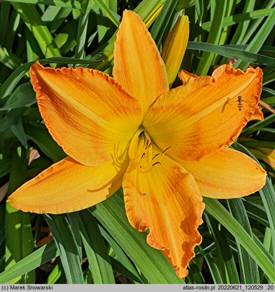 Hemerocallis ×hybrida Brownie the Gold