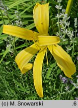 Hemerocallis ×hybrida Kindly Light