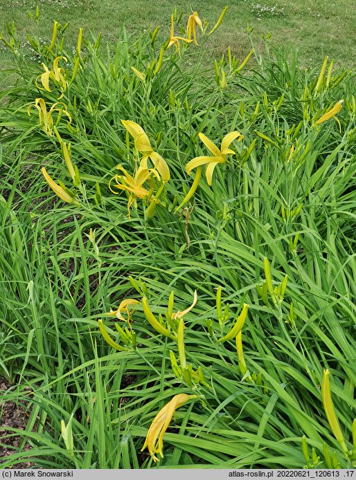 Hemerocallis ×hybrida Kindly Light