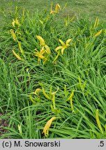 Hemerocallis ×hybrida Kindly Light