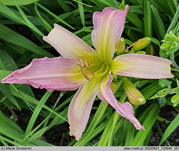 Hemerocallis ×hybrida Watchyl Lavender Blue