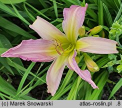 Hemerocallis ×hybrida Watchyl Lavender Blue