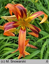 Hemerocallis ×hybrida Tigereye Spider