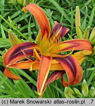 Hemerocallis ×hybrida Tigereye Spider