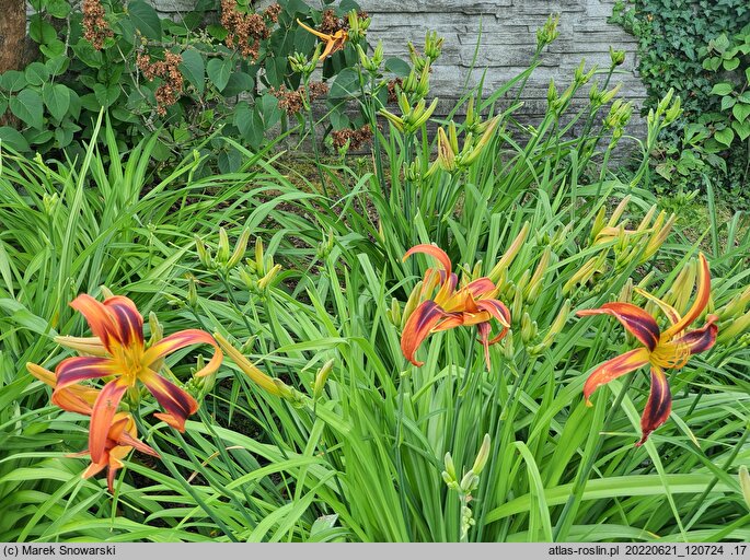 Hemerocallis ×hybrida Tigereye Spider