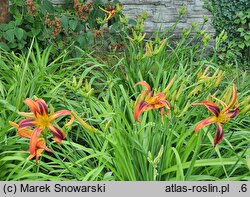 Hemerocallis ×hybrida Tigereye Spider