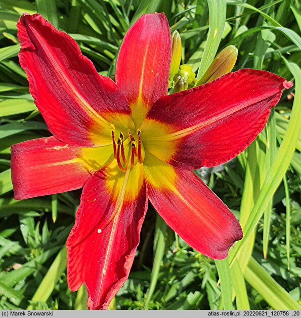 Hemerocallis ×hybrida Alan