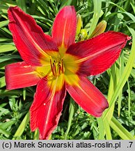 Hemerocallis ×hybrida Alan