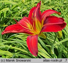 Hemerocallis ×hybrida Alan