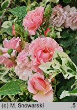 Rosa hort. Dresdner Frauenkirche