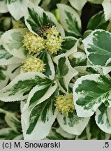 Euonymus fortunei Emerald Gaiety