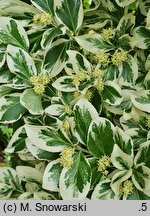 Euonymus fortunei Emerald Gaiety
