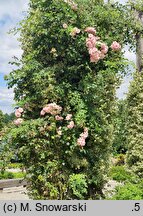 Rosa hort. Dresdner Frauenkirche