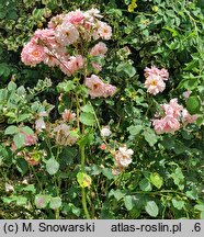 Rosa hort. Dresdner Frauenkirche