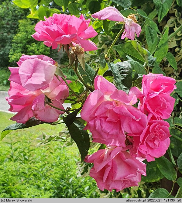 Rosa hort. Albertine