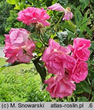 Rosa hort. Albertine