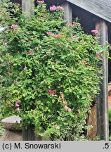 Rosa hort. Albertine