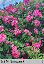 Rosa hort. American Pillar