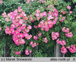 Rosa hort. American Pillar