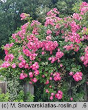 Rosa hort. American Pillar