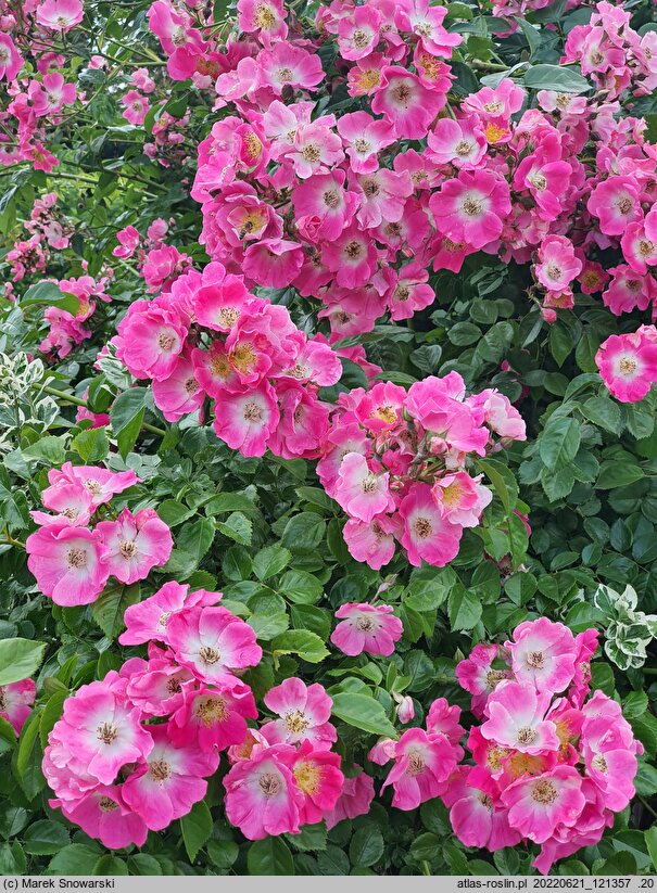 Rosa hort. American Pillar