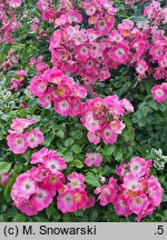 Rosa hort. American Pillar