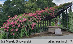 Rosa hort. American Pillar
