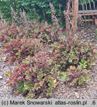 Heuchera Rex Red