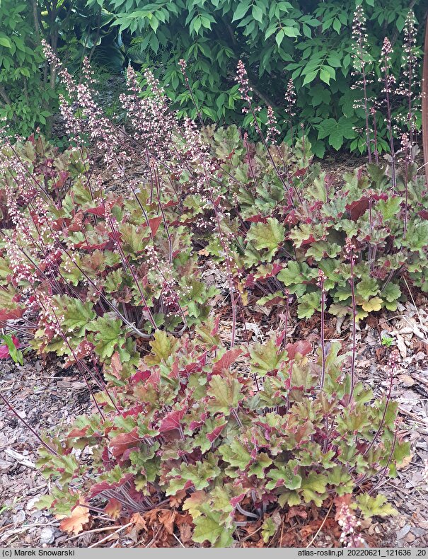 Heuchera Rex Red