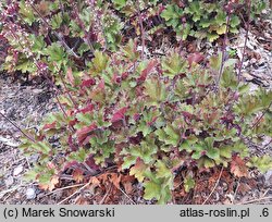 Heuchera Rex Red