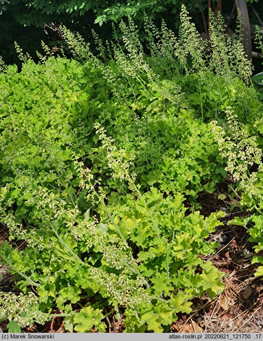 Heuchera Rex Lime