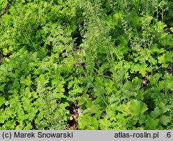 Heuchera Rex Lime