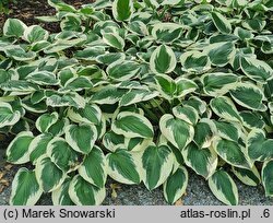Hosta Patriot