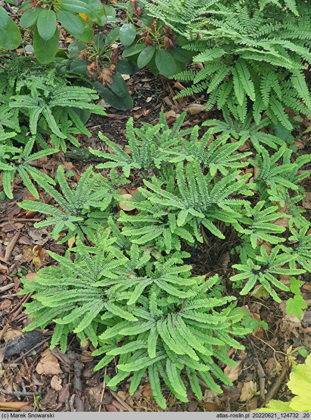 Adiantum pedatum Imbricatum