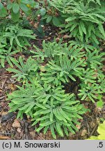 Adiantum pedatum Imbricatum