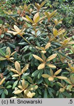 Rhododendron hort. Neat-O