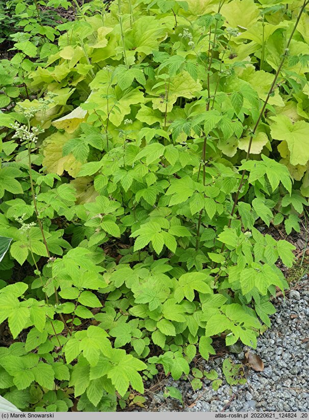 Filipendula ulmaria Aurea